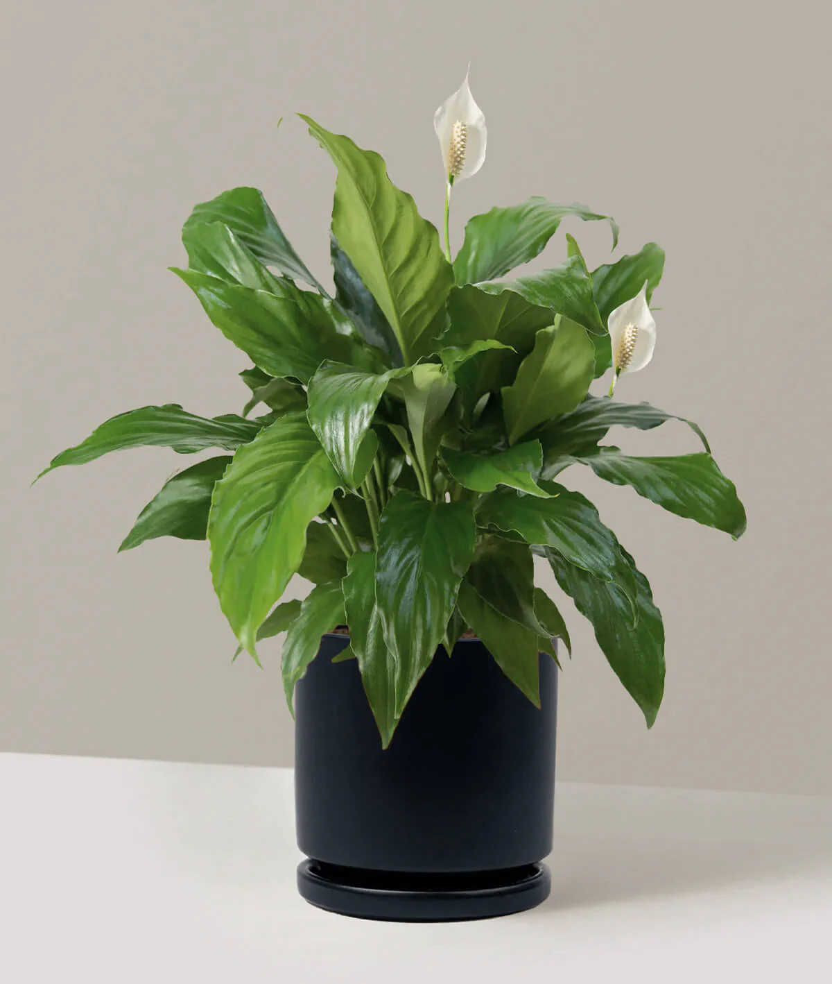 Peace Lily - obrazek 2