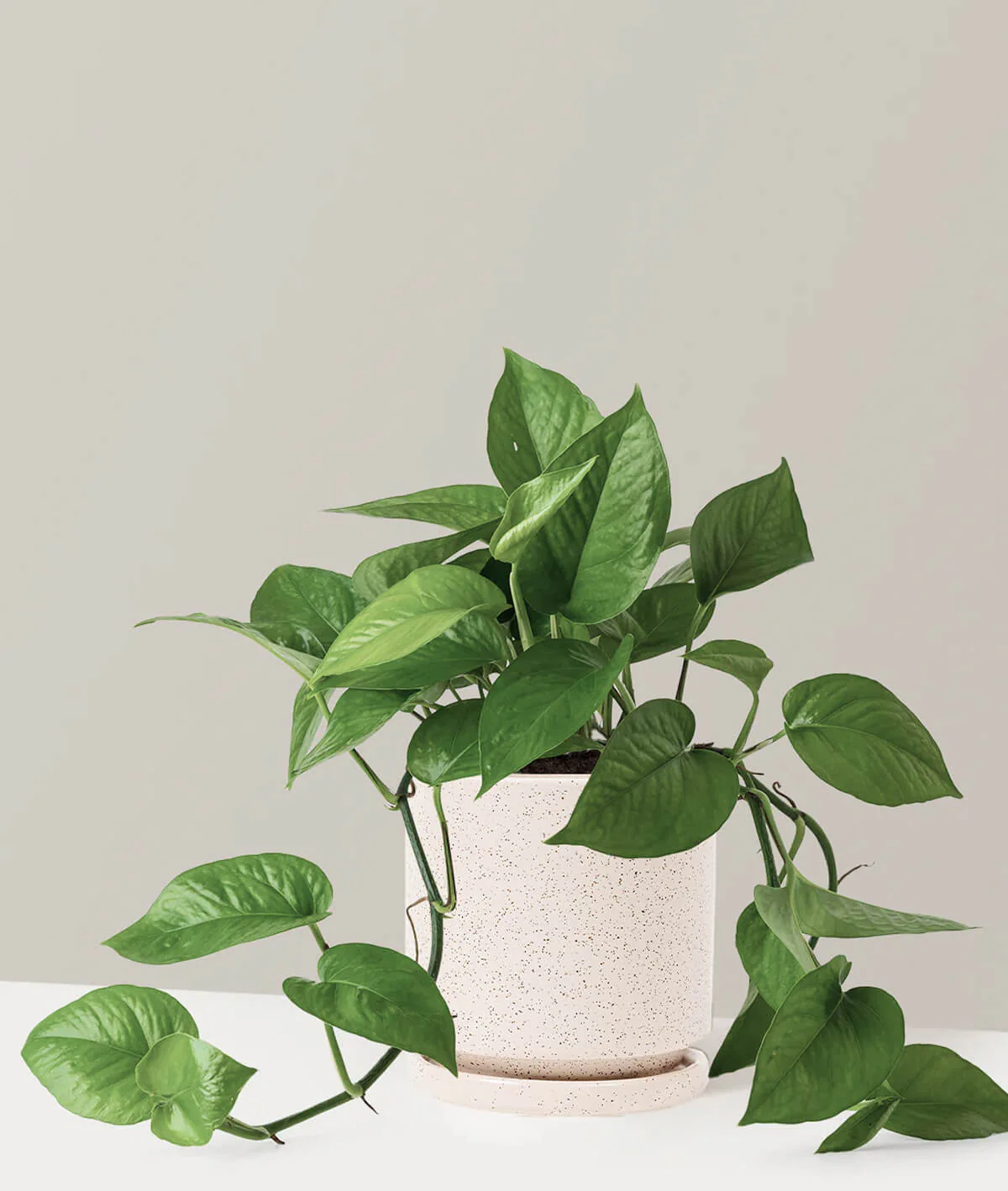 Monstera Deliciosa - obrazek 2
