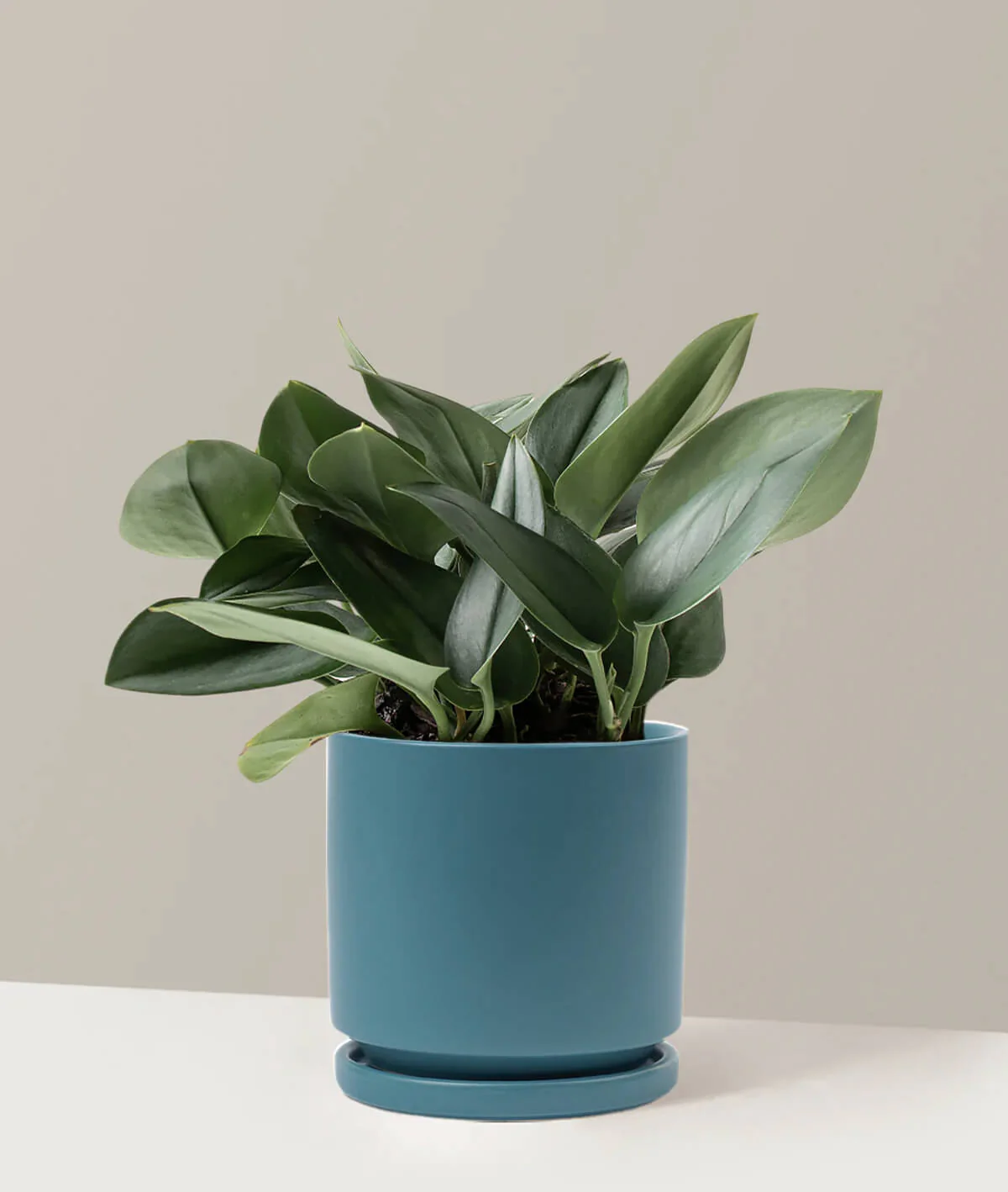 Pothos Sterling Silver - obrazek 2