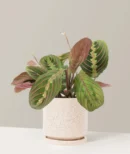 Red Prayer Plant