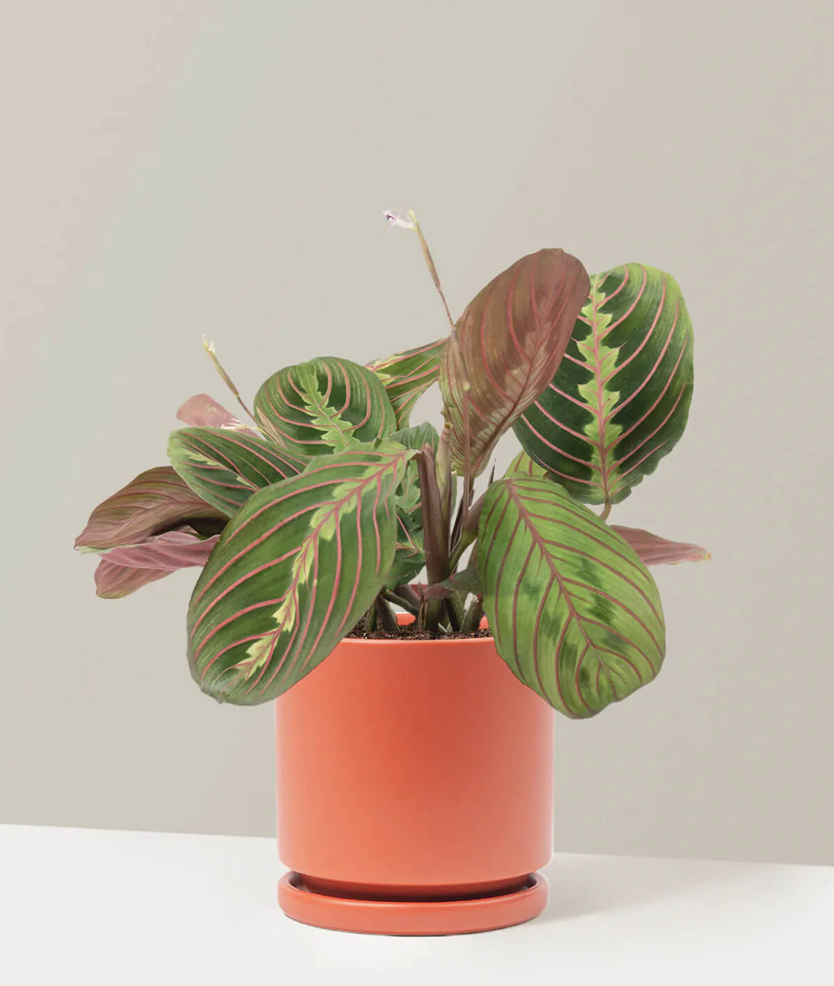 Red Prayer Plant - obrazek 2