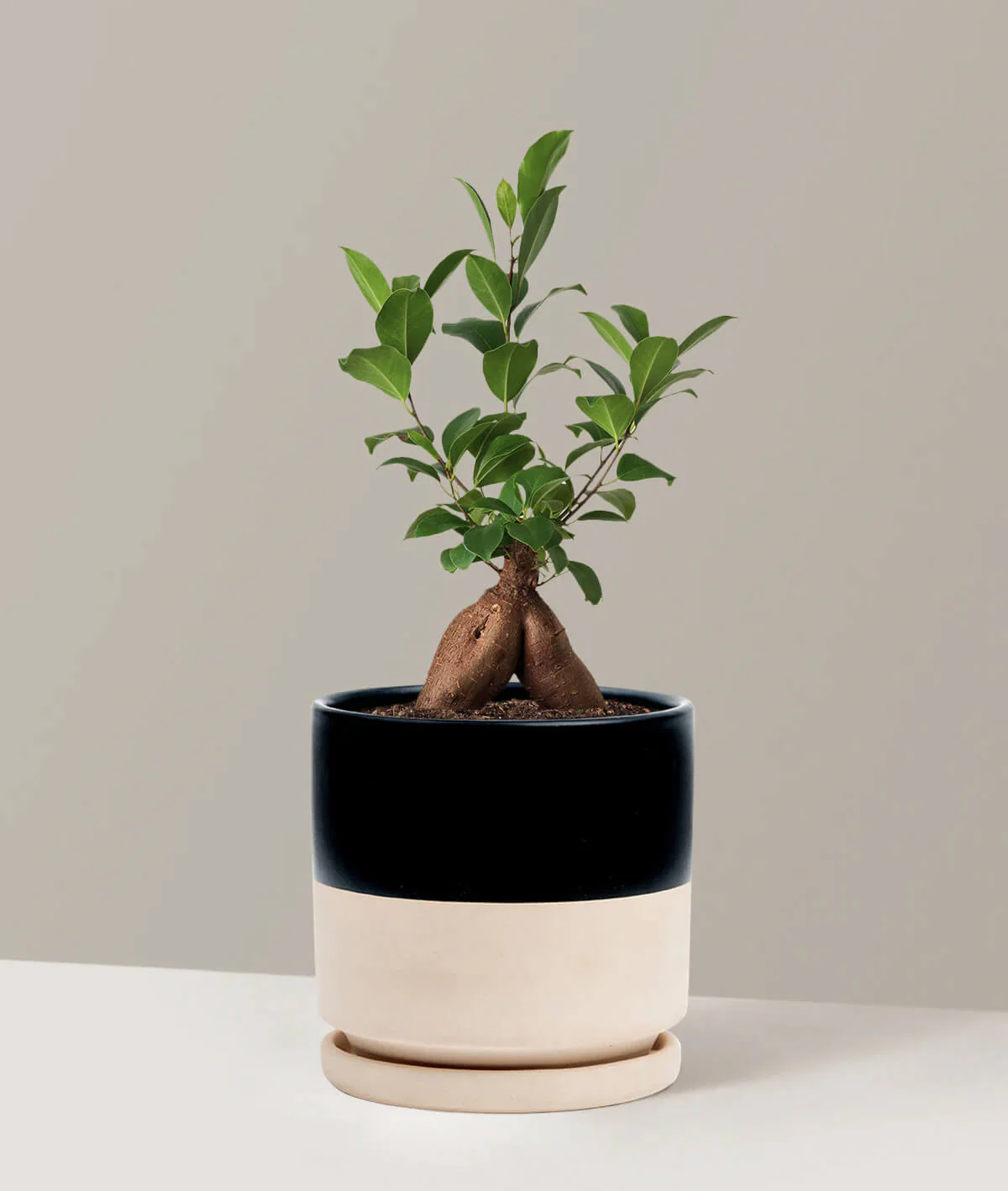 Ficus Ginseng - obrazek 2