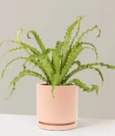 Bird's Nest Fern